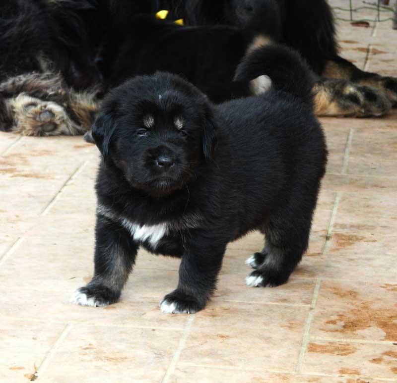 tibetan mastiff cuccioli 