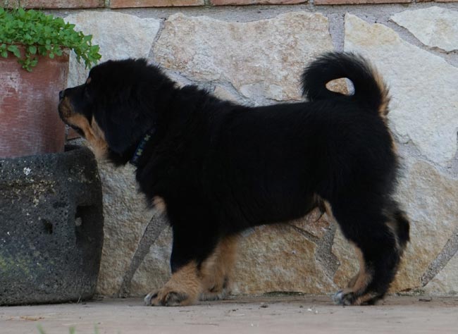 tibetan mastiff cuccioli 