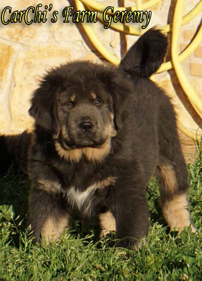 tibetan mastiff cucciolo 