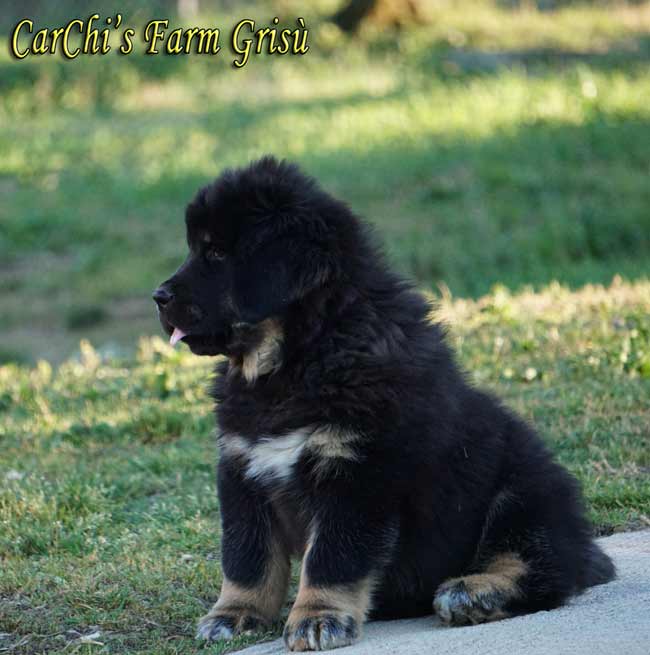 tibetan mastiff cucciolo 